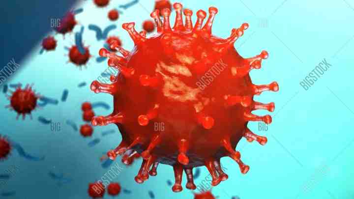 Віруси гепатиту Е виявлені в свинині