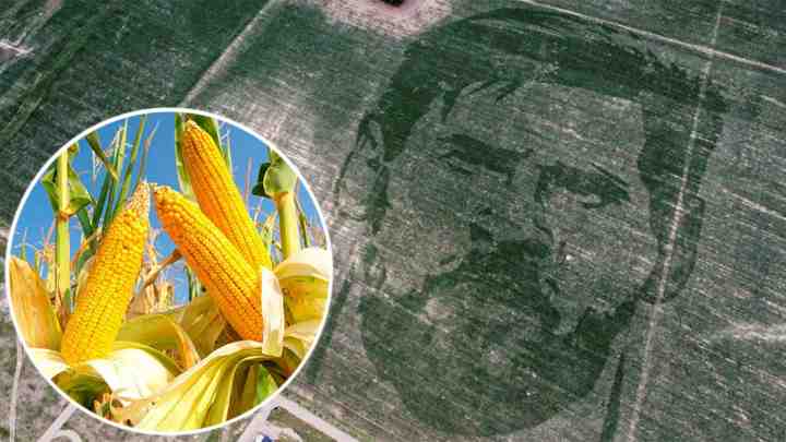 Аргентина схвалила використання ГМО пшениці