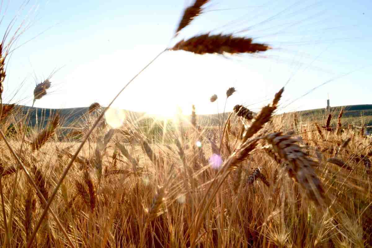 Попит на пшеницю в Китаї продовжує зростати